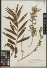 Foto von Salix purpurea L. x Salix viminalis L.